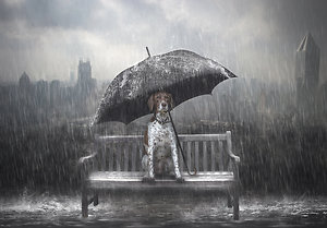 Counselling and Psychotherapy. Dog-Rain1